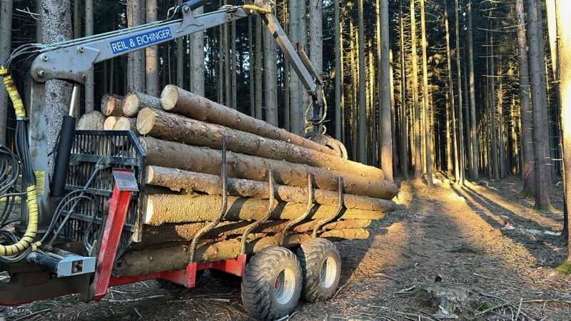 Romantischer Winterwald am Franzenhof
