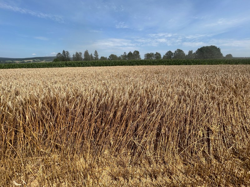 Einblick vom Hof